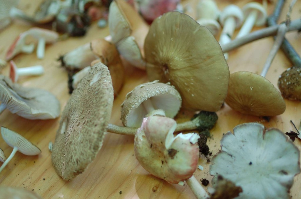Close-up view of the variuos specimens collected on the Land Alliance Fall Mushroom Walk